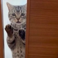 ドアの前の猫