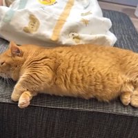 横たわる姿