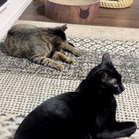 毛繕いする猫