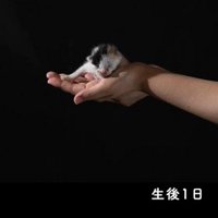 生後1日、手のひらに乗るいちえちゃん