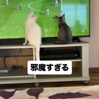 テレビの前に座る2頭の猫