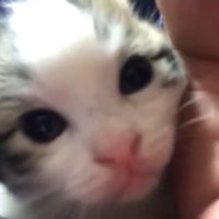 ドアップ