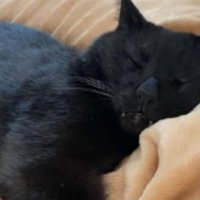 室内にいる猫