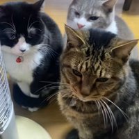 集まっている3匹の猫