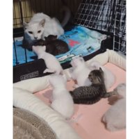 ケージの中の猫
