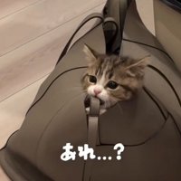 かじる猫