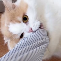 じゃれる猫