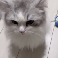 ママを止める方法を考えるミヌエット