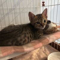 ぬいぐるみと一緒にハンモックの上にいる子猫