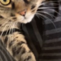 見つめる猫