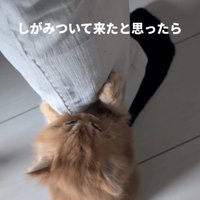 掴まる猫