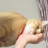 横向きに抱っこされている猫