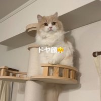 キャットタワーの上に座って周囲を見まわす猫