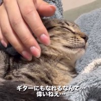穏やかな顔で飼い主にもたれかかる猫