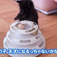 ボールタワーで遊ぶ子猫