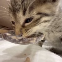 必死に食べてる写真