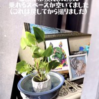 玄関の観葉植物