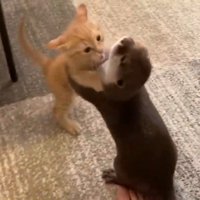 2足立ちするふたり