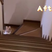 階段下でスタンバイする猫