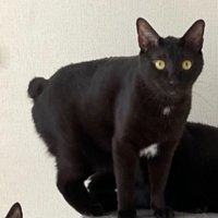 キャットタワーの上に立つ黒猫