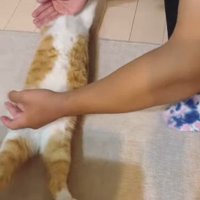 仰向けになった猫の手足を伸ばす次男