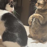 向かい合う2匹の猫