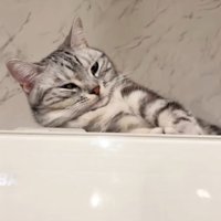 伸びをして首がなくなっている猫