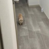 飼い主が壁から顔を出すと、少し距離を縮めている猫