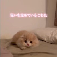 布団の上で身を低くしている子猫