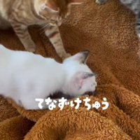 毛布の下にある投稿者の手に飛びつく白い子猫