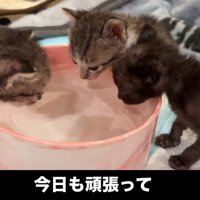 水を飲む3匹の子猫
