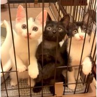 ケージの中にいた子猫たち
