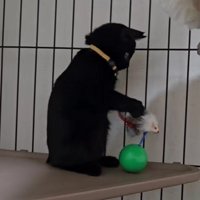 おもちゃで遊ぶ子猫