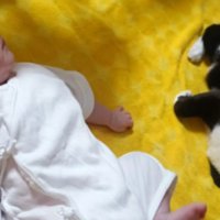 赤ちゃんと猫