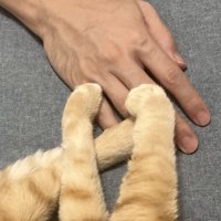飼い主の手と猫の手足