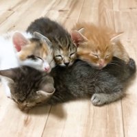 重なって寝ている子猫