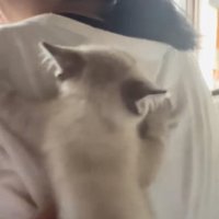 飼い主の背中に張り付いている子猫