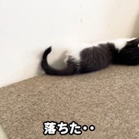 ソファで横になっている子猫