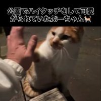 ハイタッチする猫