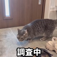 調査中