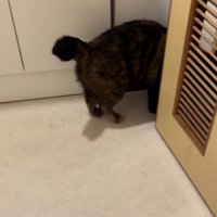 脱衣所を出ていくサビ猫