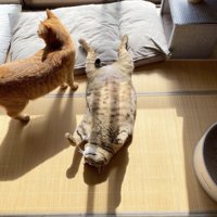 仰向けになったまま寝返りをうつキジトラ猫