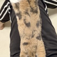 飼い主の膝の上で、両手両足を伸ばしきって液体化している三毛猫