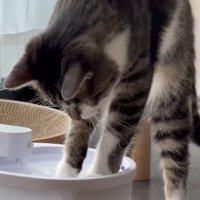 立ち上がる猫
