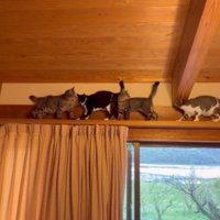 キャットウォークの猫