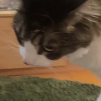 やや首を傾げている猫の顔アップ