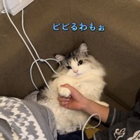 お兄ちゃんに前足を持たれてじゃんけんするマンチカン