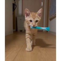 室内にいる猫