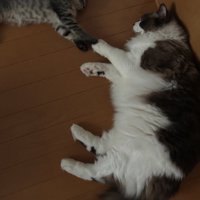 向かい合って横になりながら前足をくっつけている2匹の子猫