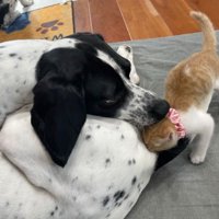 猫と犬